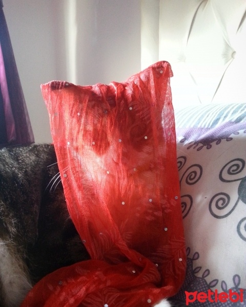 Tekir Kedi, Kedi  hamur fotoğrafı