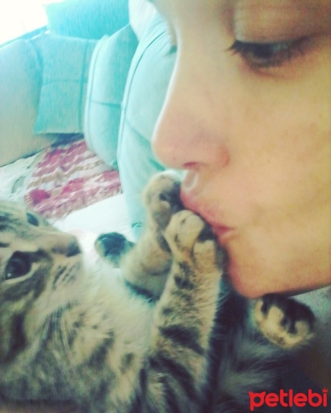 Tekir Kedi, Kedi  hamur fotoğrafı