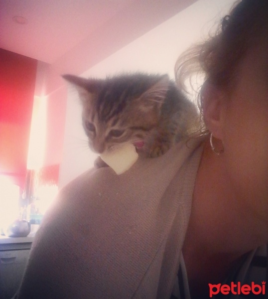 Tekir Kedi, Kedi  hamur fotoğrafı