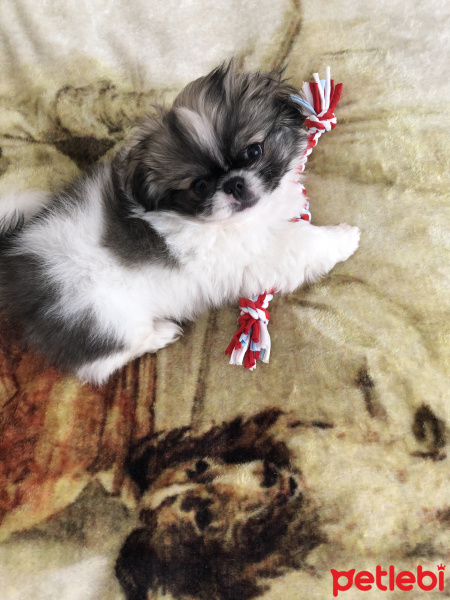 Shih Tzu, Köpek  Ponçik fotoğrafı