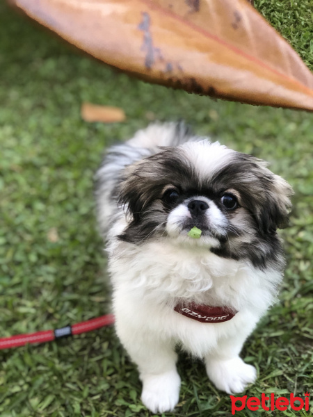 Shih Tzu, Köpek  Ponçik fotoğrafı