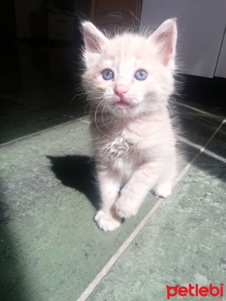 Sarman, Kedi  Pofuduk fotoğrafı