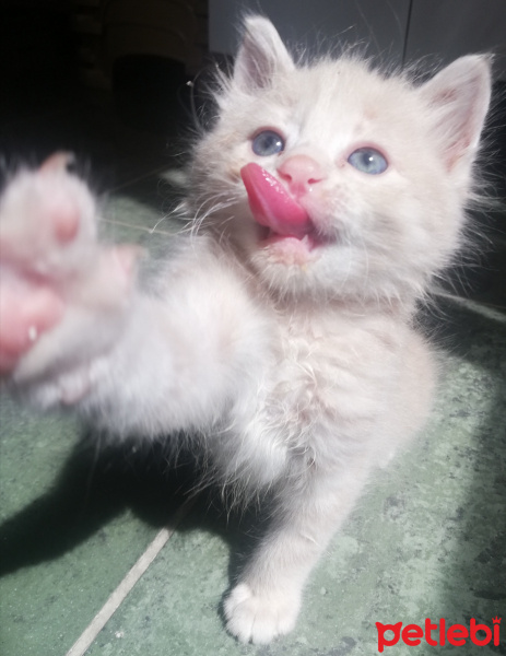 Sarman, Kedi  Pofuduk fotoğrafı