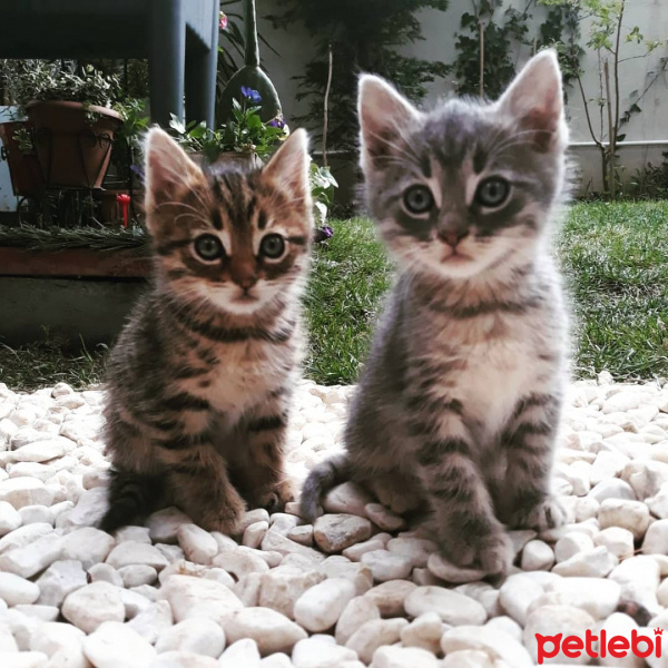 Tekir Kedi, Kedi  Nohut fotoğrafı