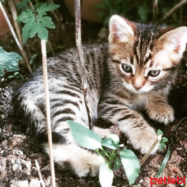 Tekir Kedi, Kedi  Nohut fotoğrafı