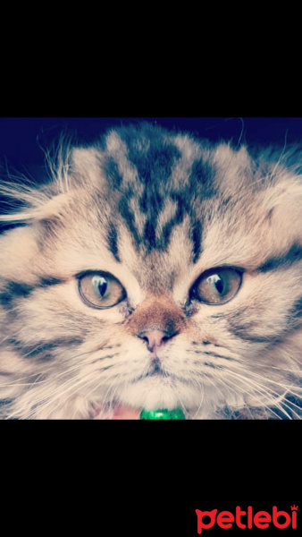 Scottish Fold, Kedi  Miyu fotoğrafı