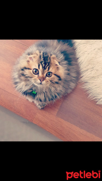 Scottish Fold, Kedi  Miyu fotoğrafı