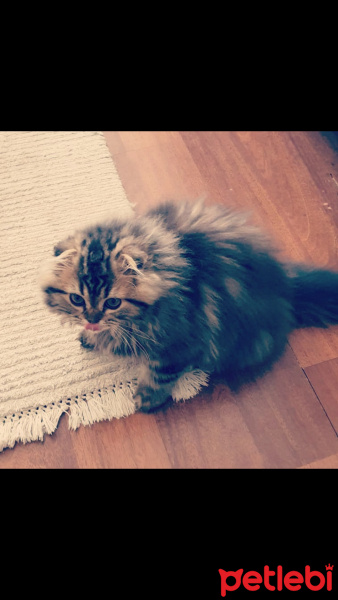 Scottish Fold, Kedi  Miyu fotoğrafı