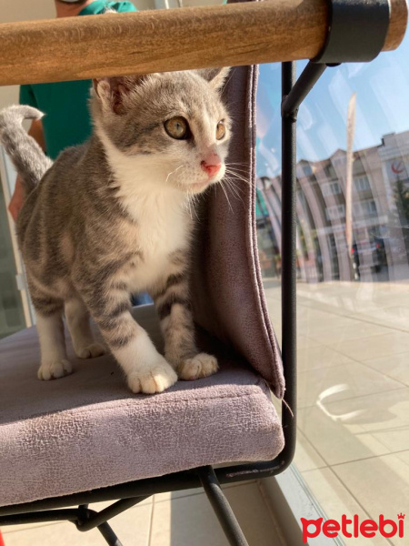 Scottish Fold, Kedi  Miyu fotoğrafı