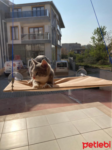 Scottish Fold, Kedi  Miyu fotoğrafı