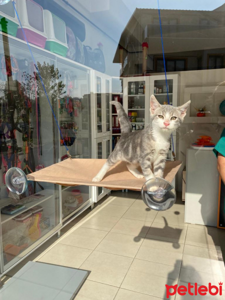 Scottish Fold, Kedi  Miyu fotoğrafı