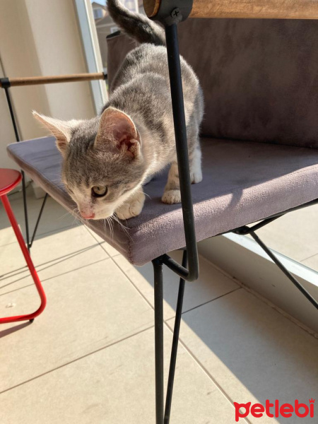 Scottish Fold, Kedi  Miyu fotoğrafı