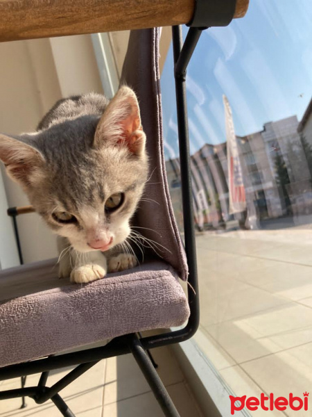 Scottish Fold, Kedi  Miyu fotoğrafı