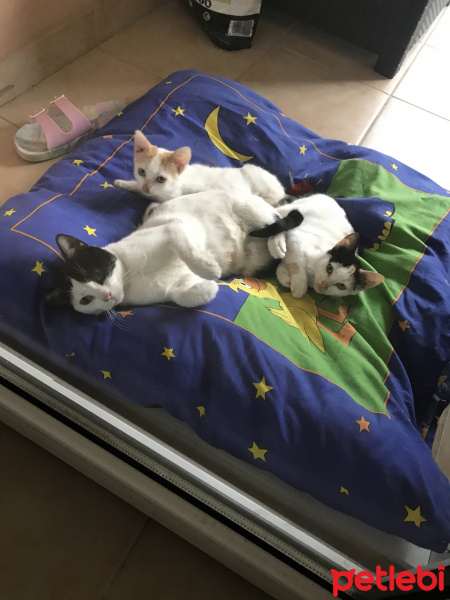 Scottish Fold, Kedi  Miyu fotoğrafı