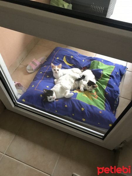 Scottish Fold, Kedi  Miyu fotoğrafı