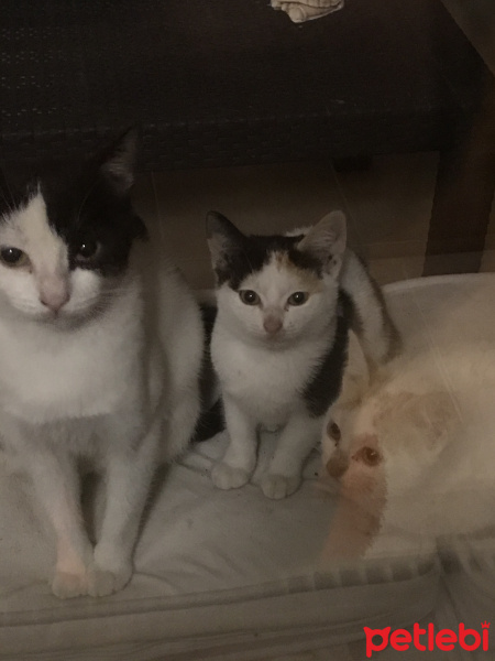 Scottish Fold, Kedi  Miyu fotoğrafı