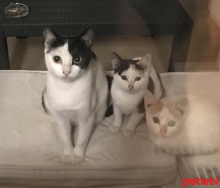 Scottish Fold, Kedi  Miyu fotoğrafı