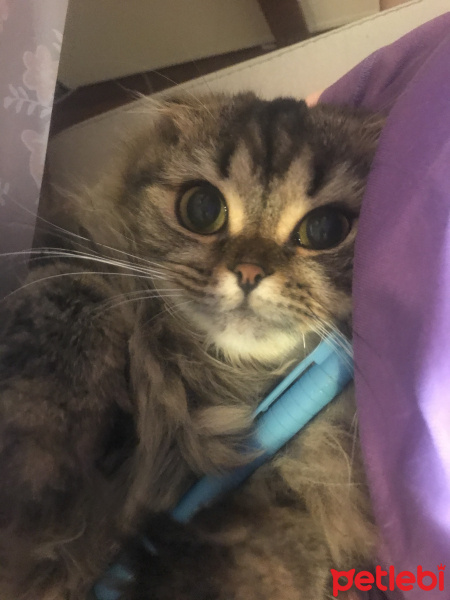 Scottish Fold, Kedi  Miyu fotoğrafı