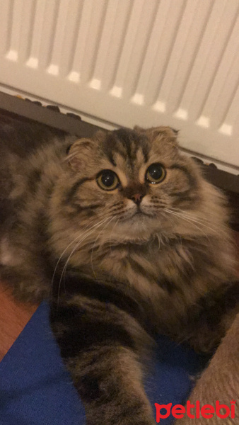 Scottish Fold, Kedi  Miyu fotoğrafı