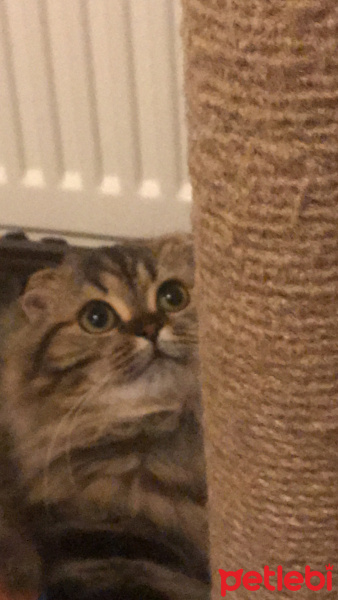 Scottish Fold, Kedi  Miyu fotoğrafı