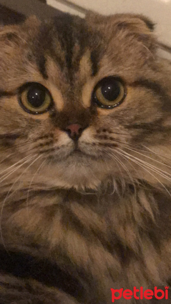 Scottish Fold, Kedi  Miyu fotoğrafı