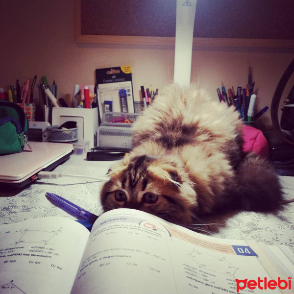 Scottish Fold, Kedi  Miyu fotoğrafı