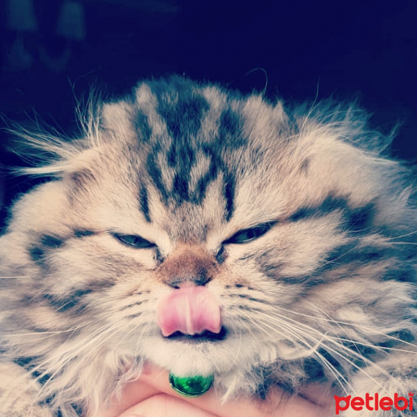 Scottish Fold, Kedi  Miyu fotoğrafı