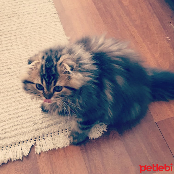 Scottish Fold, Kedi  Miyu fotoğrafı
