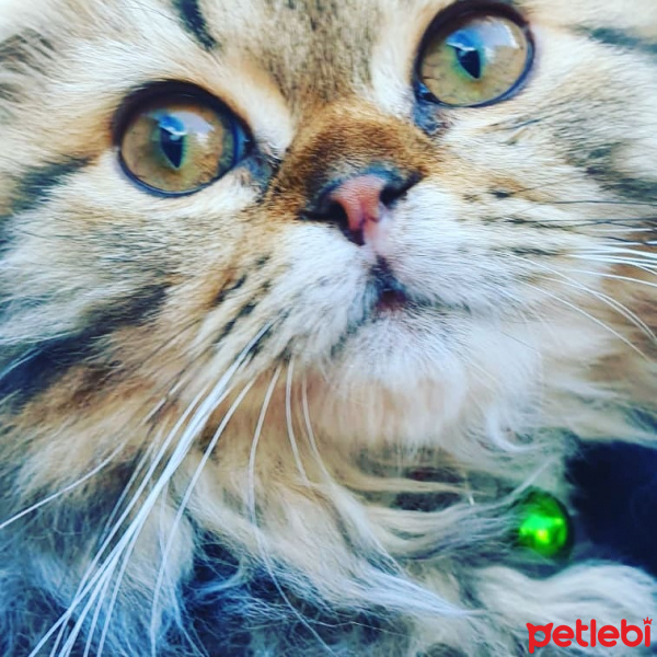 Scottish Fold, Kedi  Miyu fotoğrafı