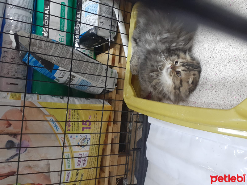 Scottish Fold, Kedi  Miyu fotoğrafı