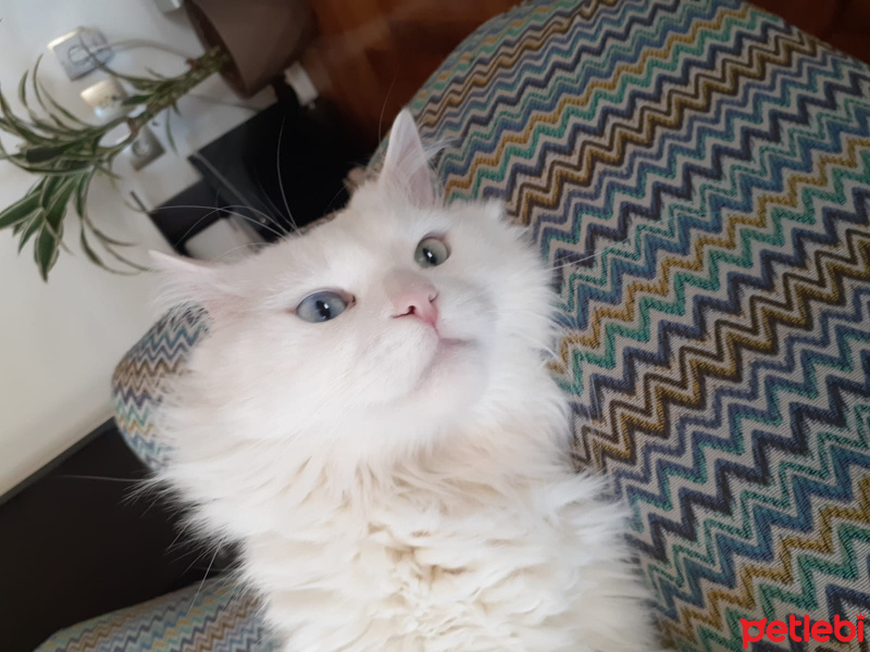 Scottish Fold, Kedi  Miyu fotoğrafı