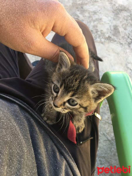 Tekir Kedi, Kedi  Pırpır fotoğrafı