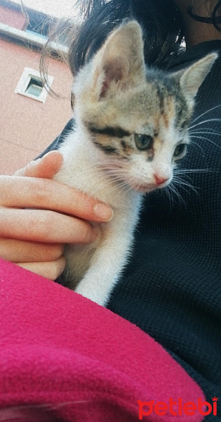 Tekir Kedi, Kedi  İsmiyokhenüz fotoğrafı