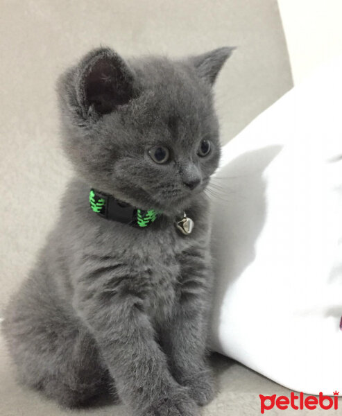 British Shorthair, Kedi  Paşa fotoğrafı