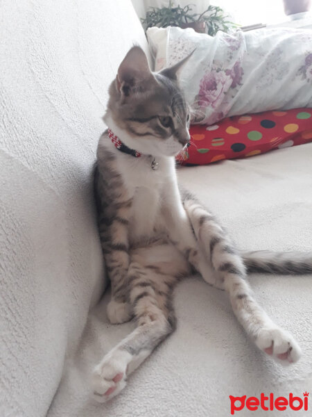 Tekir Kedi, Kedi  çeri fotoğrafı