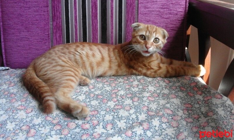 Scottish Fold, Kedi  PORTAKAL fotoğrafı