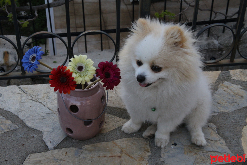 Pomeranyalı, Köpek  mercan fotoğrafı