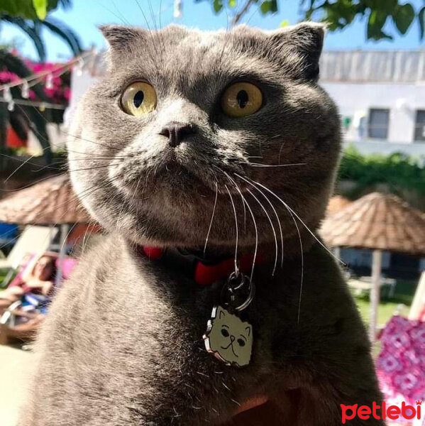 Scottish Fold, Kedi  Mia fotoğrafı