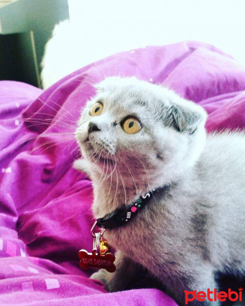 Scottish Fold, Kedi  Mia fotoğrafı