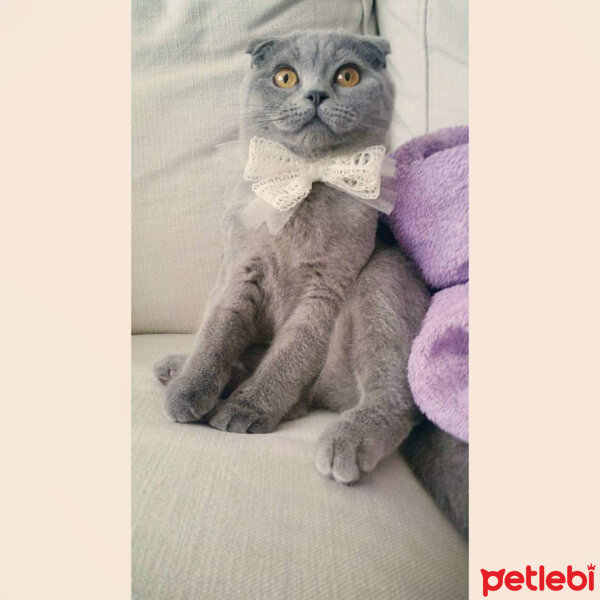 Scottish Fold, Kedi  Mia fotoğrafı