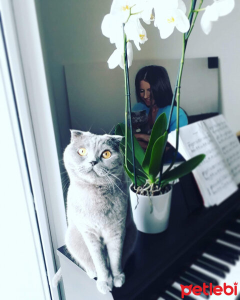 Scottish Fold, Kedi  Mia fotoğrafı