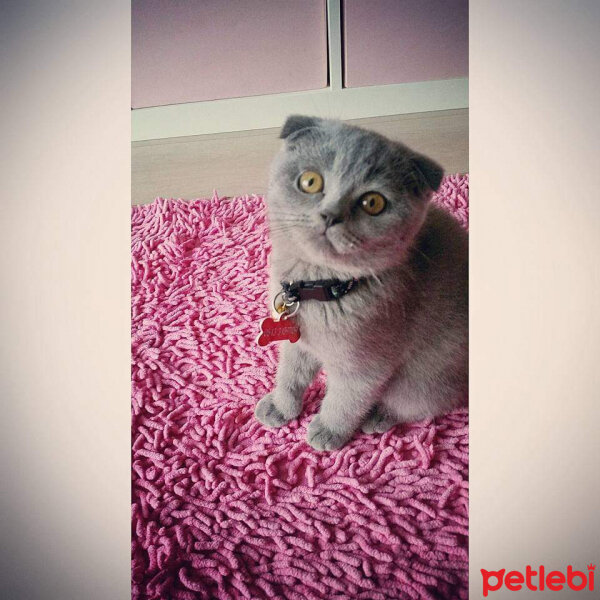 Scottish Fold, Kedi  Mia fotoğrafı