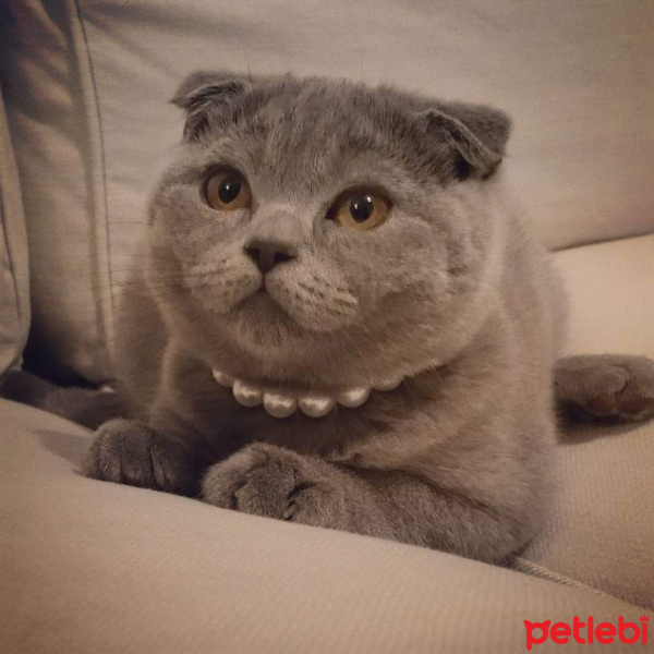 Scottish Fold, Kedi  Mia fotoğrafı