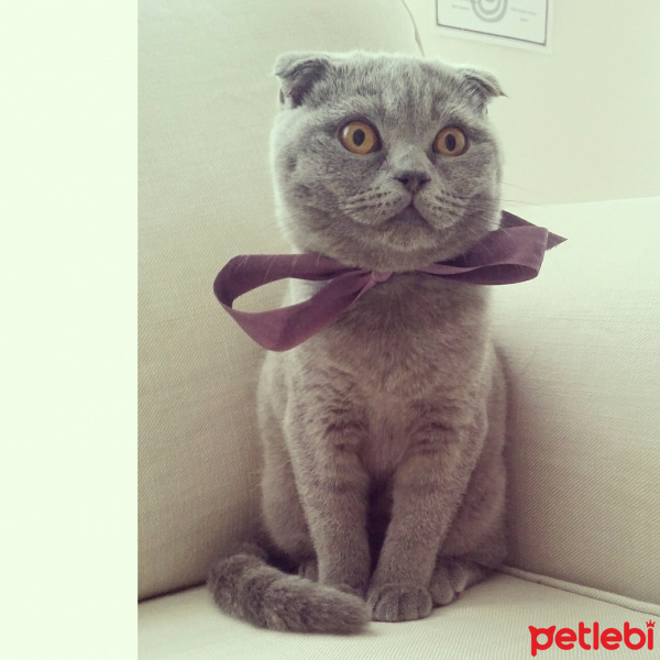 Scottish Fold, Kedi  Mia fotoğrafı