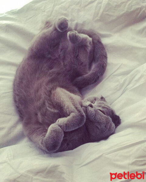 Scottish Fold, Kedi  Mia fotoğrafı