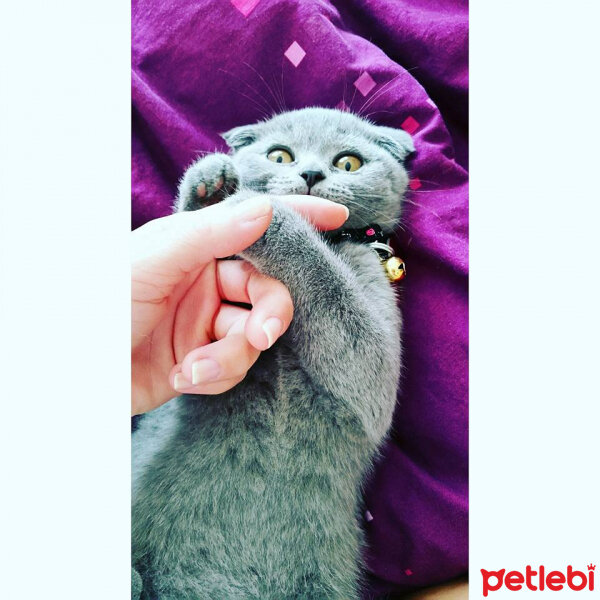 Scottish Fold, Kedi  Mia fotoğrafı