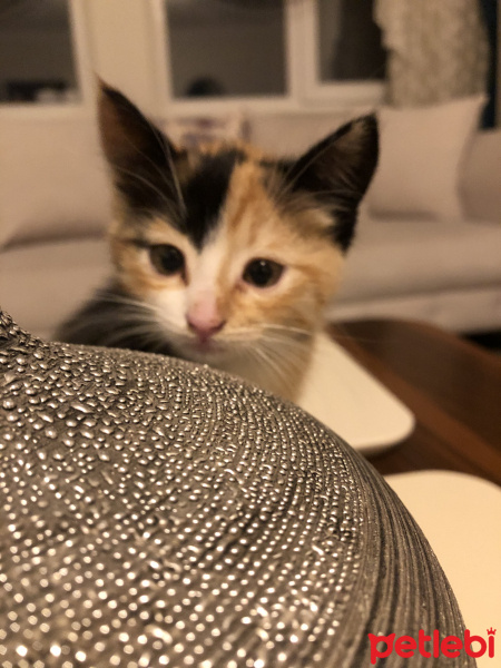 Tekir Kedi, Kedi  Zeyno fotoğrafı