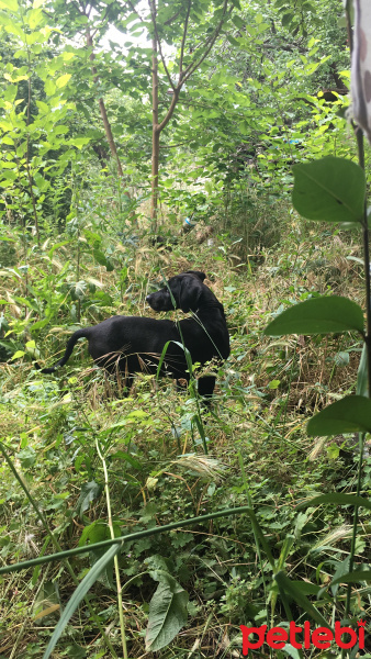 Labrador Retriever, Köpek  Hades fotoğrafı