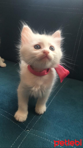 Tekir Kedi, Kedi  Lokum fotoğrafı