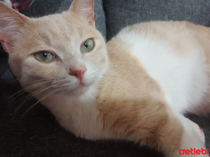 Tekir Kedi, Kedi  Olric fotoğrafı